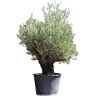 Warentuin Natuurlijk - Olijfboom Verdial Olea europaea Verdial 210 cm