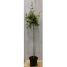 Warentuin Natuurlijk - Elaeagnus Olijfwilg geelbont blad op stam 80 cm dia 40 cm