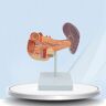 CHWLMP 3D Menselijk Orgaanmodel, Menselijk Orgaanmodel Anatomisch Pathologiemodel Anatomiemodel Pathologisch Duodenaal Model Voor Medisch Onderwijs Medisch Orgaanmodel