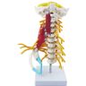 JKKUDAS Anatomiemodel, HCervicaal wervelkolommodel met spieren, halswervel Arteria wervelkolom wervelkolomzenuwen Anatomisch model Anatomie voor onderwijs Medisch model