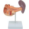 CHWLMP 3D Menselijk Orgaanmodel, Menselijk Orgaanmodel Anatomisch Pathologiemodel Pathologisch Duodenaal Model Voor Medisch Onderwijs Medisch Orgaanmodel