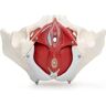WANZHASHIWO 7 STKS Vrouwelijk Bekkenbodemmodel, 3D-model Van Vrouwelijke Bekkenbodem, Bekkenmodel, Levensgroot Bekken, Anatomisch Model, Bekkenmodel Met Spieren, Educatief Medisch Anatomisch Bekkenmodel