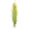 Allterra Tillandsia usneoides, Luchtplant