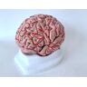 GaRcan Menselijk brein model anatomisch model van de hersenen medische anatomische cerebrovasculaire cerebrale slagader hersenstam cerebrale craniale zenuw onderwijs