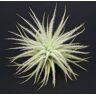 Allterra Tillandsia, Tillandsia tectorum, Bromelia