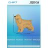 Jekca - Dogs (English Cocker Spaniel 01s-M01) 1070x