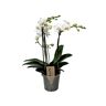 Plant In A Box Orquídeas Phalaenopsis Multiflora Conjunto de 1 Pote 12Cm Altura 35-45Cm