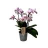 Plant In A Box Orquídeas Phalaenopsis Multiflora Conjunto de 1 Pote 12Cm Altura 35-45Cm