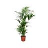 Plant In A Box Palmeiras Howea Forsteriana Conjunto de 1 Pote 18Cm Altura 90-100Cm