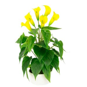 I.GE.A. Kunstblume »Calla«, Im Topf aus Keramik Kunstpflanze Künstliche... gelb Größe