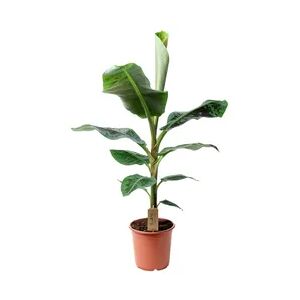 Plant in a Box Musa Dwarf Cavendish - Zwergbanane Höhe 90-100cm