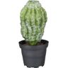 No-Name Kaktus, Grøn, 18cm