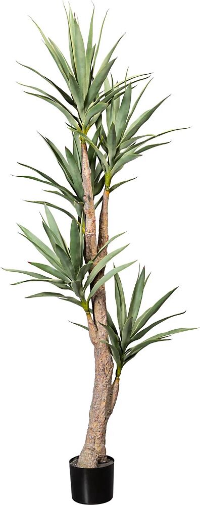 kaiserkraft Dracaena, altura aprox. 1800 mm, en maceta de plástico