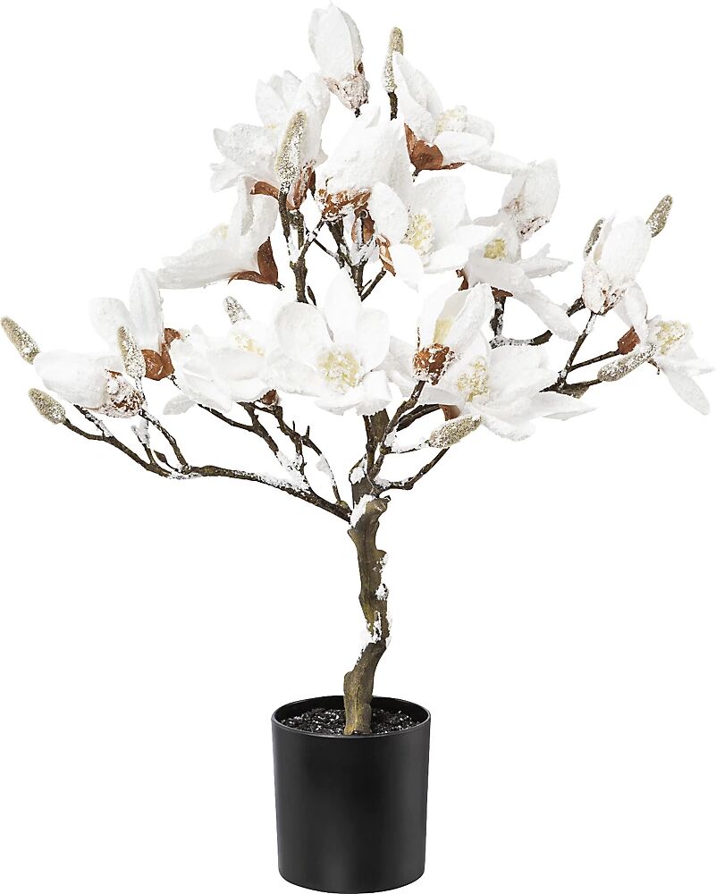 kaiserkraft Magnolio cubierto de nieve, en maceta de plástico, blanca, altura total 580 mm