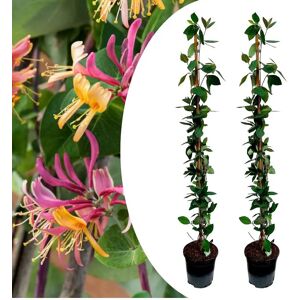 PLANT IN A BOX Lonicera - Set de 2 - Chevrefeuille - Rustique - Pot 17cm - Hauteur 110-120cm