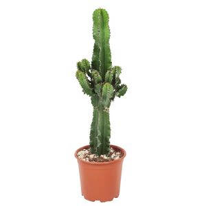 FloraStore Euphorbia Ingens - Cowboy Cactus - Pot 17cm - Hauteur 50-60cm