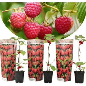 Plant de framboisier - Set de 3 - Framboisier - Pot 9cm - Hauteur 25-40cm