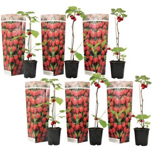 FloraStore Framboisier - Set de 6 - Framboisier - Pot 9cm - Hauteur 25-40cm