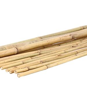 bambus-discount.com 1 tube en bambou Tonkin 100 cm naturel, diamètre 1,6 à 2 cm – 1 m de tige en bambou non traitée - Publicité