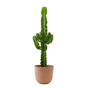 Flowy Plante d'interieur - Cactus Euphorbe de 80 cm en pot terra Vert 80x80x80cm