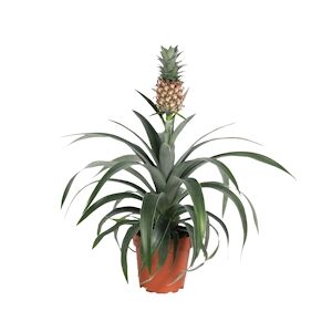 Plant in a Box Ananas Mi Amigo Hauteur 35-45cm