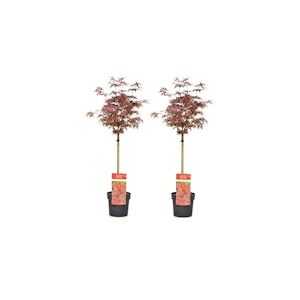 Plant in a Box Érable du Japon - Acer palmatum Shaina Set de 2 Hauteur 80-90cm