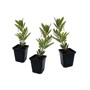 Plant in a Box Arbousier - Arbutus Unedo Set de 3 Hauteur 25-40cm