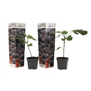 Plant in a Box Figuier - Ficus Carica Set de 2 Hauteur 25-40cm