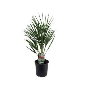 Plant in a Box Palmier nain - Chamaerops Humilis Hauteur 50-60cm