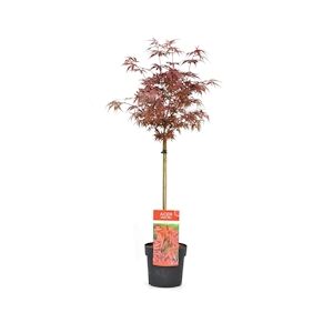 Plant in a Box Érable du Japon -Acer palmatum Shaina Hauteur 80-90cm