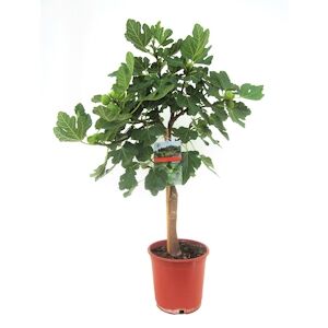 Plant in a Box Figuier - Ficus Carica Hauteur 70-90cm