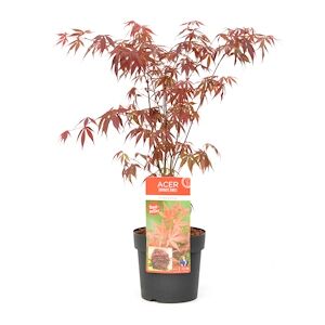 Plant in a Box Érable du Japon - Acer palmatum Anthropurpureum Hauteur 60-70cm