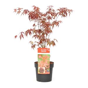 Plant in a Box Érable du Japon - Acer palmatum Anthropurpureum Hauteur 60-70cm - Publicité