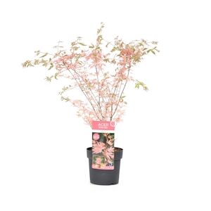 Plant in a Box Érable du Japon - Acer palmatum Taylor Hauteur 50-60cm