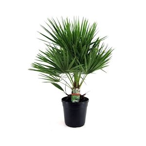 Plant in a Box Palmier nain - Chamaerops Humilis Hauteur 70-80cm