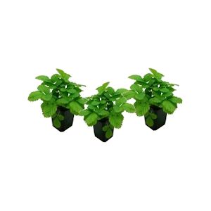 Plant in a Box Fraisier - Fragaria x ananassa Roman Set de 3 Hauteur 10-20cm