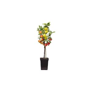 Plant in a Box Pommiers - Elstar, Jonagored & Golden Delicious Hauteur 60-70cm