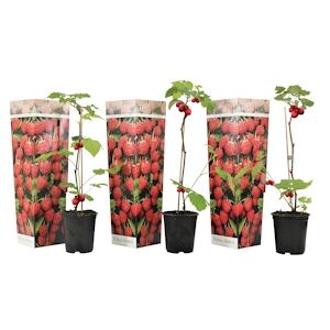 Plant in a Box Framboisier - Rubus ideaus Autumn Bliss Set de 3 Hauteur 25-40cm