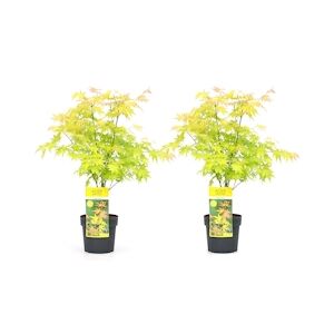 Plant in a Box Érable du Japon - Acer palmatum Orange Dream Set de 2 Hauteur 60-70cm