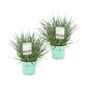 Plant in a Box Feuilles bleu-gris - Fascicularia Set de 2Hauteur 20-30cm