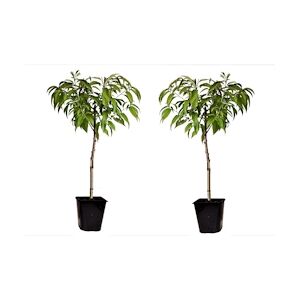 Plant in a Box Prunier - Prunus Persica Bonanza Set de 2 Hauteur 60-70cm