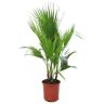 Plant in a Box Washingtonia Robusta - Mexicaanse waaierpalm - Pot 21cm - Hoogte 70-90cm Washingtonia P21