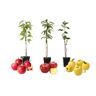 Plant In A Box Árvores de Fruto Malus 'Braeburn' 'Golden Delicious' 'Malus Gala' Conjunto de 3 Pote 9Cm Altura 60-70Cm