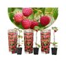 Plant In A Box Árvores de Fruto Rubus Ideaus 'Autumn Bliss' Conjunto de 3 Pote 9Cm Altura 25-40Cm