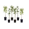 Plant In A Box Árvores de Fruto Malus 'Braeburn' 'Golden Delicious' 'Malus Gala' Conjunto de 6 Pote 9Cm Altura 60-70Cm