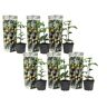 Plant In A Box Árvores de Fruto Passiflora Edulis 'Frederick' Conjunto de 6 Pote 9Cm Altura 25-40Cm