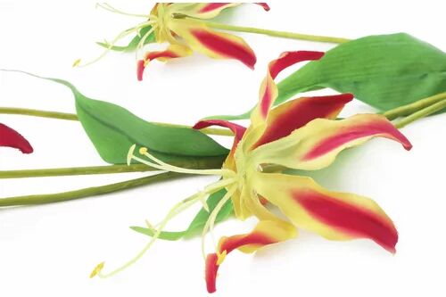 The Seasonal Aisle Flame Lilies Stem (Set of 6) The Seasonal Aisle Flower Colour: Magenta  - Size: 25cm H X 10cm W X 7cm D