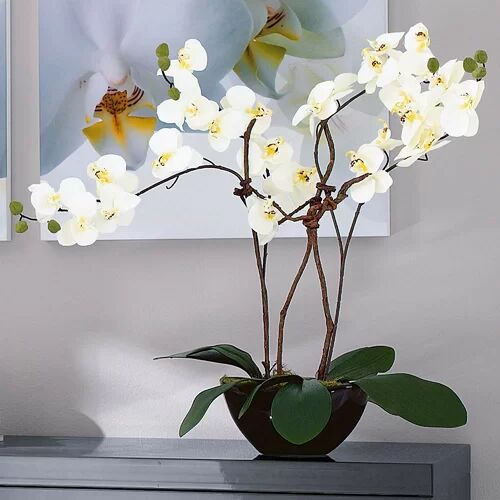The Seasonal Aisle Orchid Flower in Pot The Seasonal Aisle  - Size: 45cm H X 195cm W X 37cm D