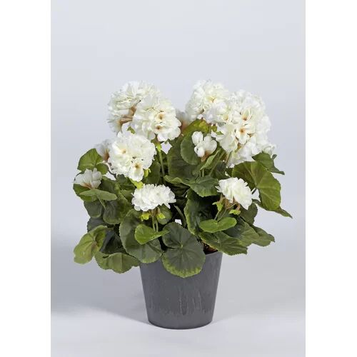 The Seasonal Aisle Geranium Floral Arrangement in Pot The Seasonal Aisle Flower Colour: White  - Size: Mini (Under 40cm High)