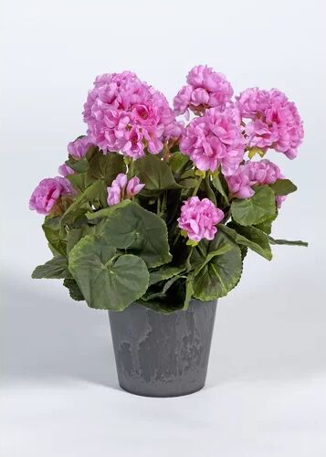 The Seasonal Aisle Geranium Floral Arrangement in Pot The Seasonal Aisle Flower Colour: Pink  - Size: Small